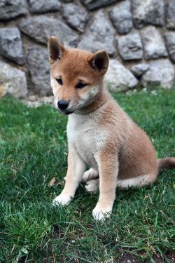 picture of dog