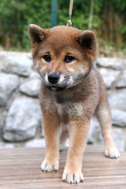 picture of dog