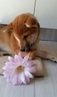 picture of dog