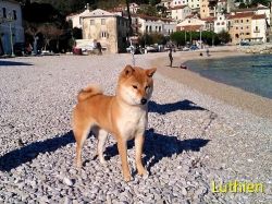 picture of dog