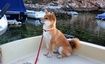 picture of dog