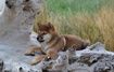 picture of dog