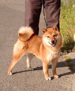 picture of dog