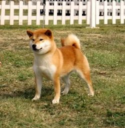 picture of dog