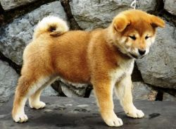 picture of dog