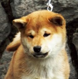 picture of dog