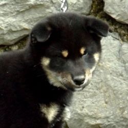picture of dog