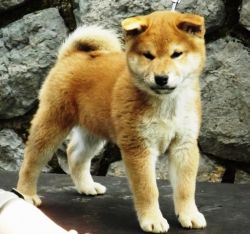 picture of dog