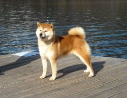 picture of dog