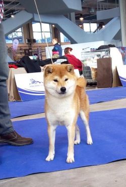 picture of dog