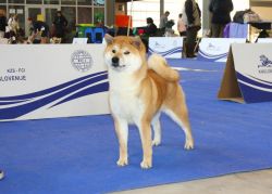 picture of dog