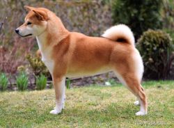 picture of dog