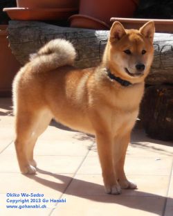 picture of dog