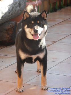picture of dog