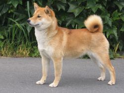 picture of dog