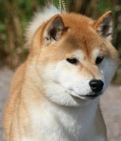 picture of dog