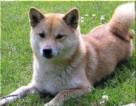 picture of dog
