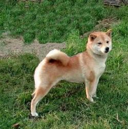 picture of dog
