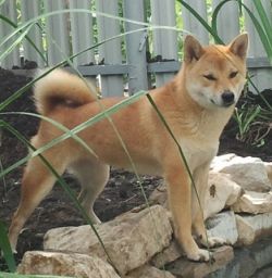 picture of dog