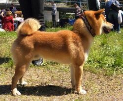 picture of dog