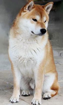 picture of dog