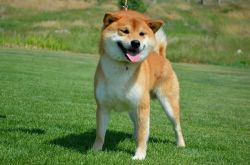 picture of dog