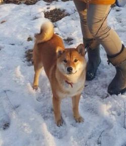 picture of dog