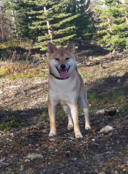 picture of dog