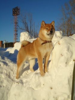 picture of dog