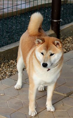 picture of dog