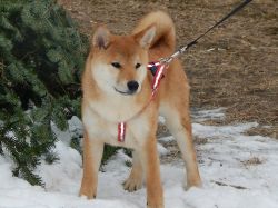 picture of dog