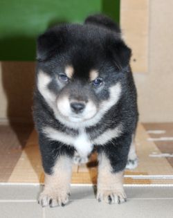 picture of dog
