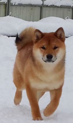 picture of dog