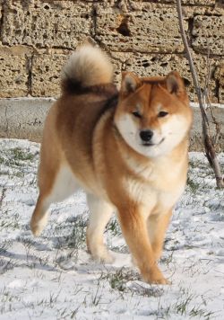 picture of dog