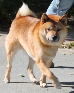 picture of dog
