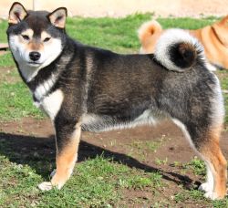 picture of dog