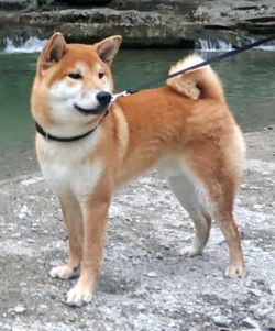picture of dog
