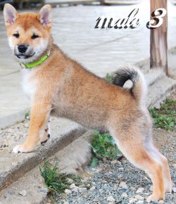 picture of dog