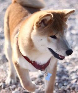 picture of dog