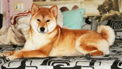 picture of dog