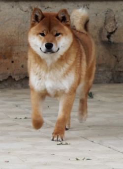 picture of dog