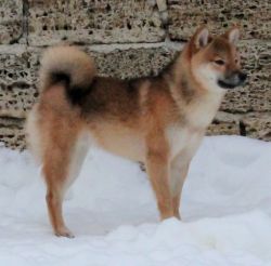 picture of dog