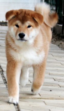 picture of dog