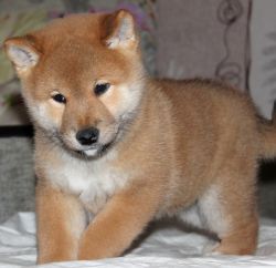 picture of dog