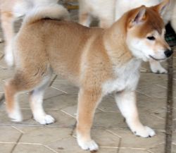 picture of dog