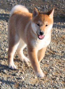 picture of dog