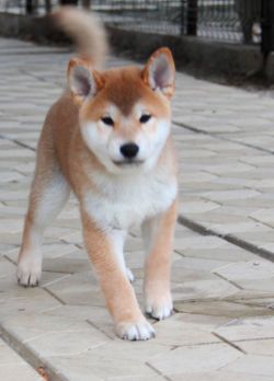 picture of dog