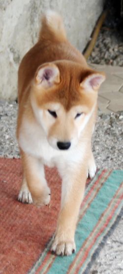 picture of dog
