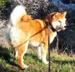 picture of dog