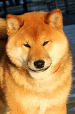 picture of dog